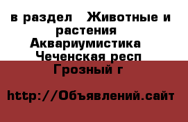  в раздел : Животные и растения » Аквариумистика . Чеченская респ.,Грозный г.